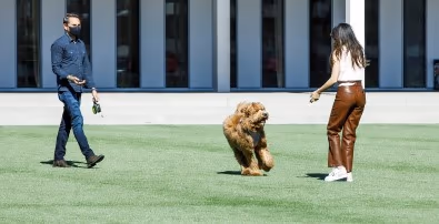 Dog Park at Lincoln Park photo 1